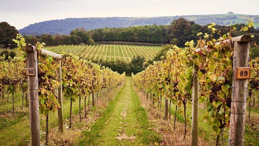 L’Éveil Septentrional : quand les vins du Nord réinventent la dégustation