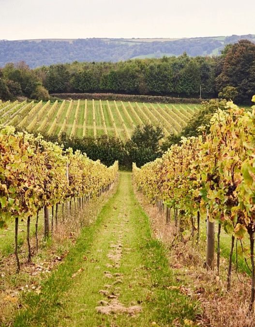 L’Éveil Septentrional : quand les vins du Nord réinventent la dégustation