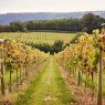 L’Éveil Septentrional : quand les vins du Nord réinventent la dégustation