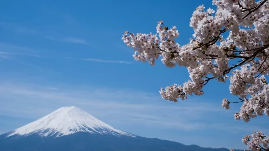 Japon : Quand la Beauté des Sakuras Se Heurte au Surtourisme