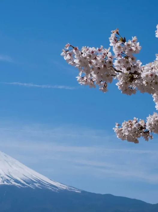 Japon : Quand la Beauté des Sakuras Se Heurte au Surtourisme
