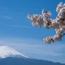 Japon : Quand la Beauté des Sakuras Se Heurte au Surtourisme