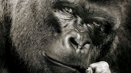 Le tourisme durable se résume-t-il à l'écologie ?