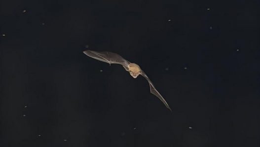Nuit de la chauve-souris : une soirée insolite à l’abbaye de Saint-Riquier