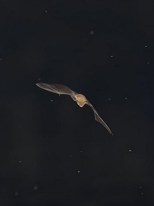 Nuit de la chauve-souris : une soirée insolite à l’abbaye de Saint-Riquier