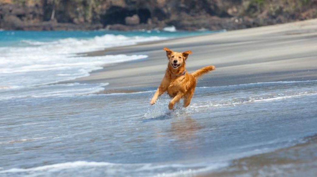 Vacances avec son chien : 6 destinations d'exception adaptées en France