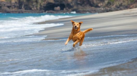 Vacances avec son chien : 6 destinations d'exception adaptées en France