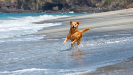 Vacances avec son chien : 6 destinations d'exception adaptées en France