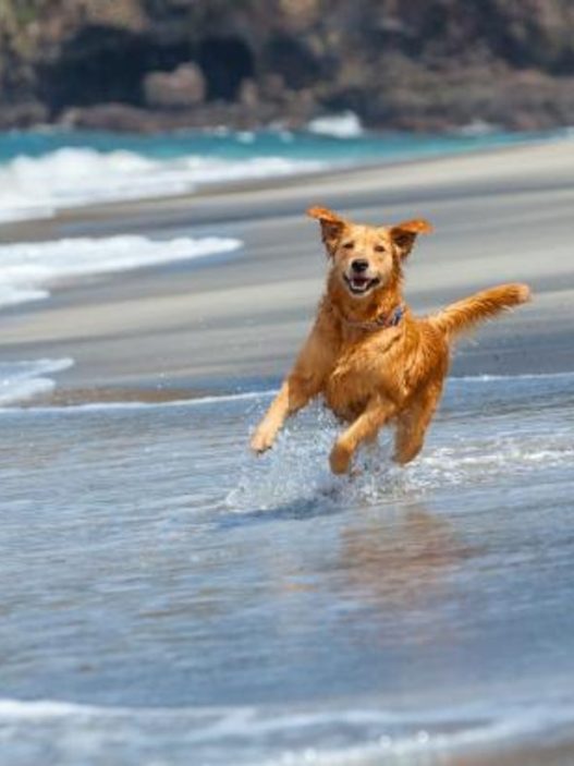 Vacances avec son chien : 6 destinations d'exception adaptées en France