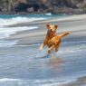 Vacances avec son chien : 6 destinations d'exception adaptées en France